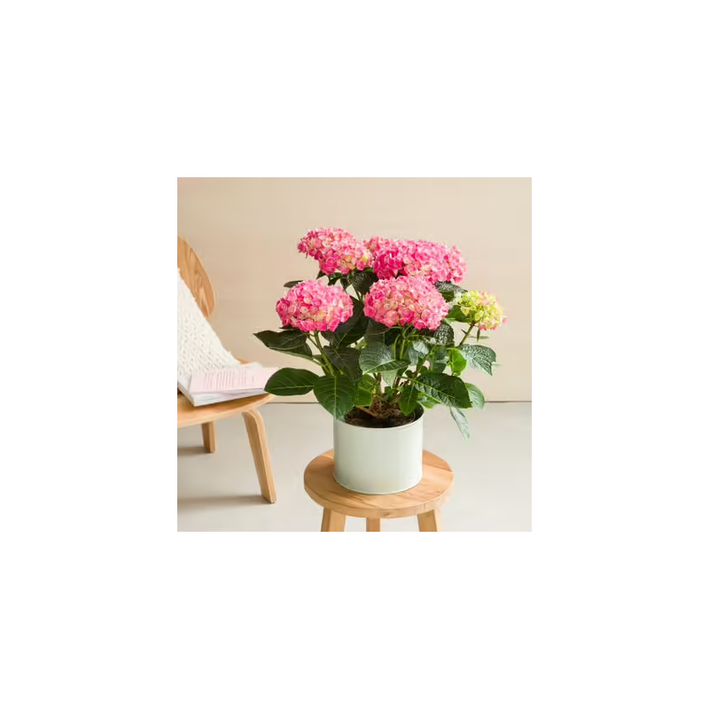 Hortensia + cache-pot assorti
