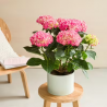 Hortensia + cache-pot assorti