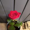 Emballage pour rose unique